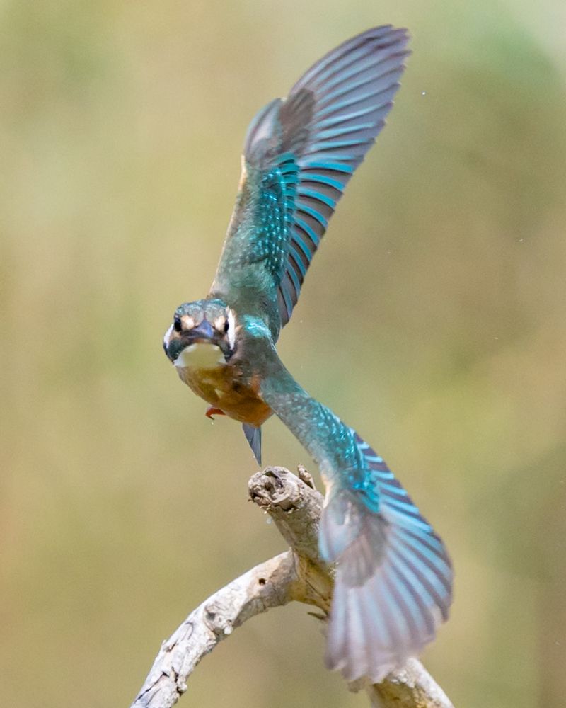 Фотография автора Olga Sibony