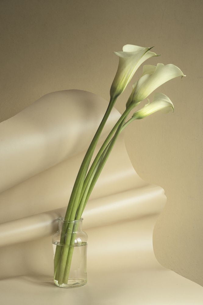 Фотография автора Вихрова Юлия