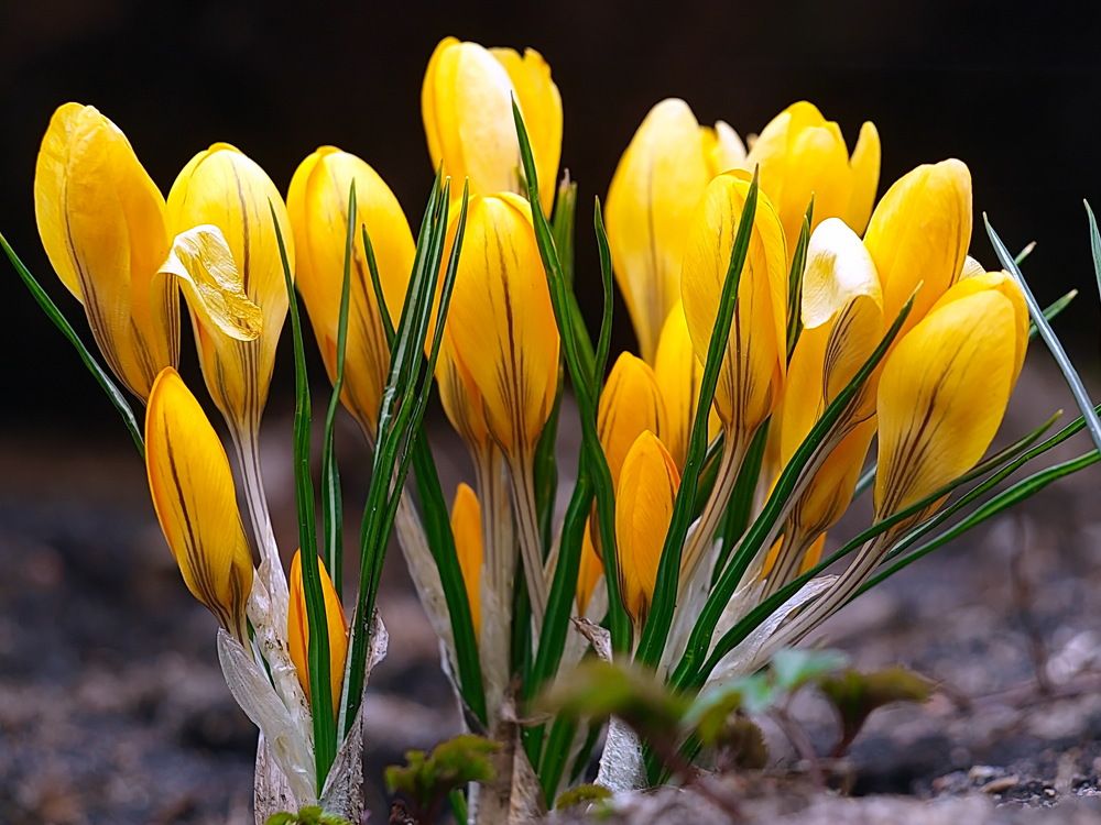 Photograph by Игорь Чеботарёв