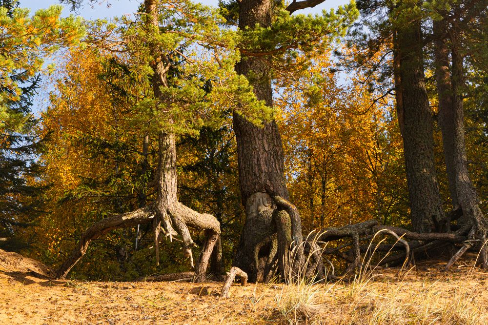 Photograph by Александра Раева