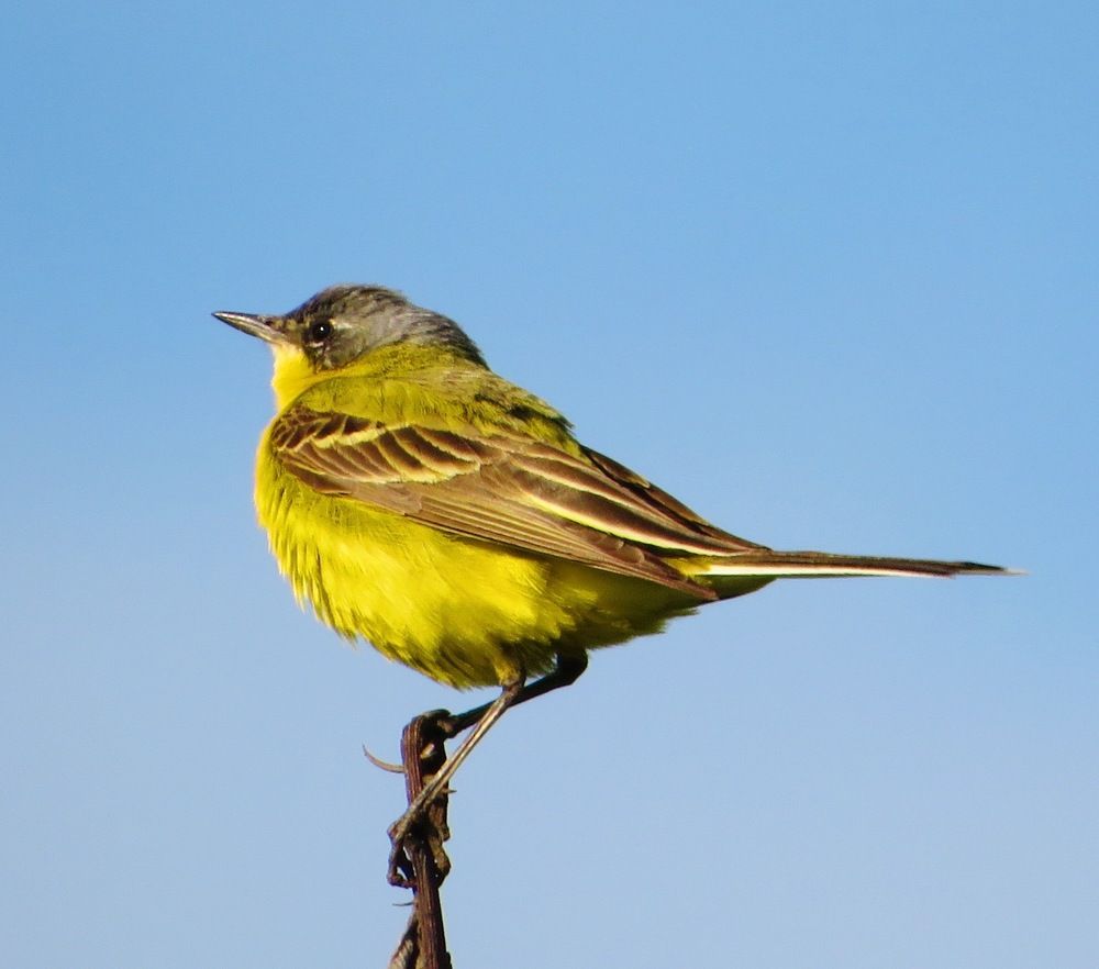 Жёлтая трясогузка