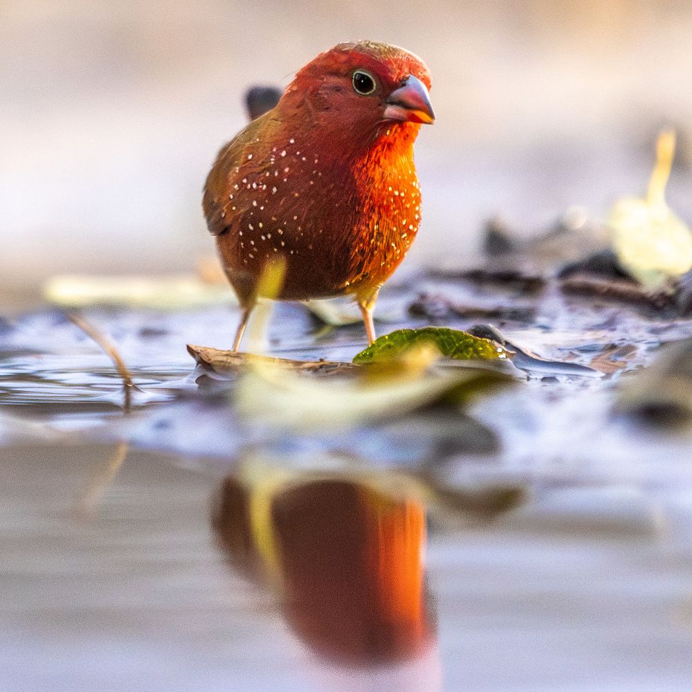 Photograph by Silvia Ribeiro