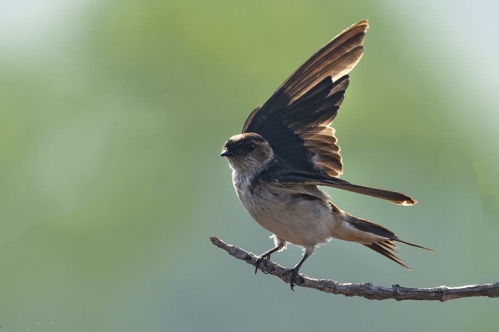 Photograph by Shahul valasy