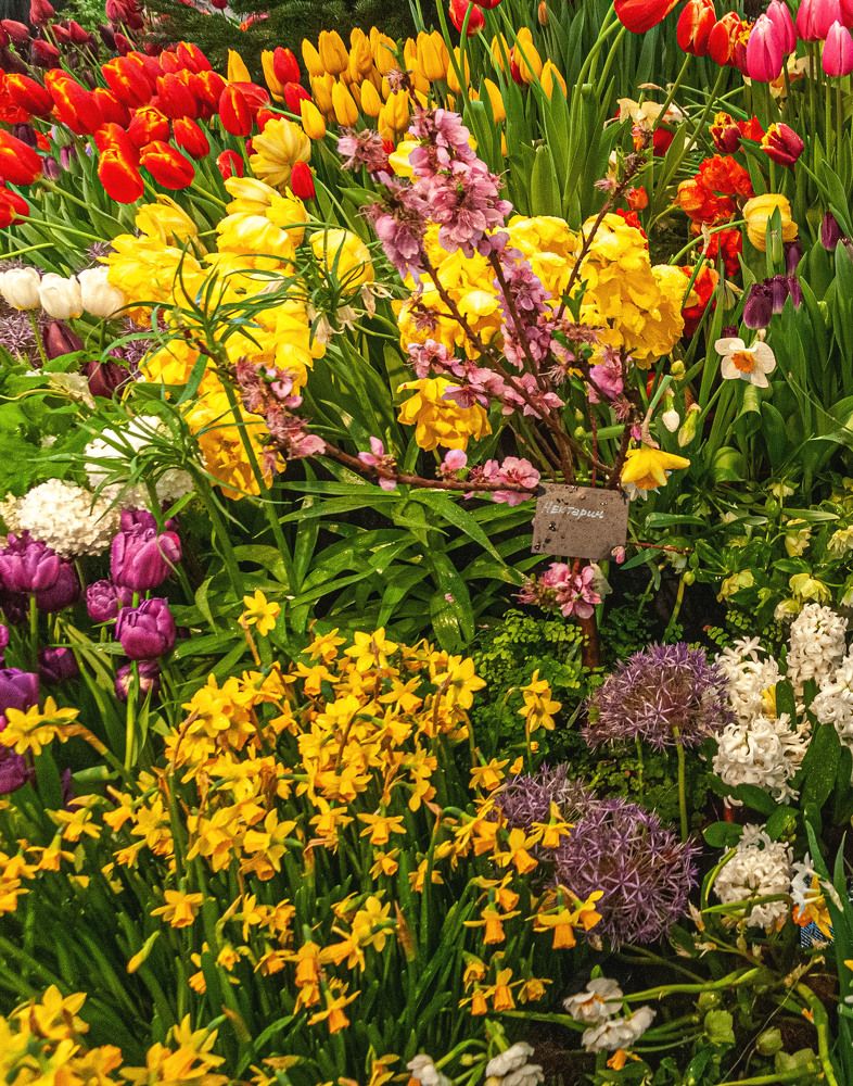 Photograph by Vladimir  Komarov