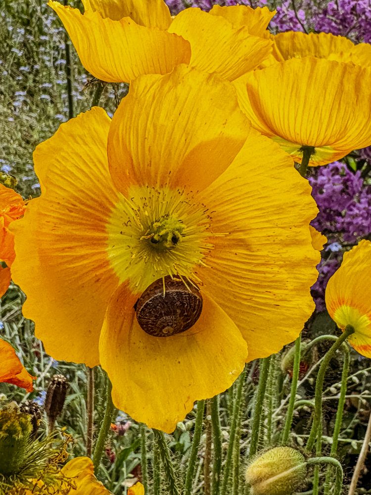 Photograph by Аlina BRAZIUL