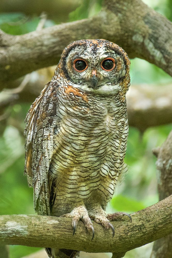 Mottled wood owl