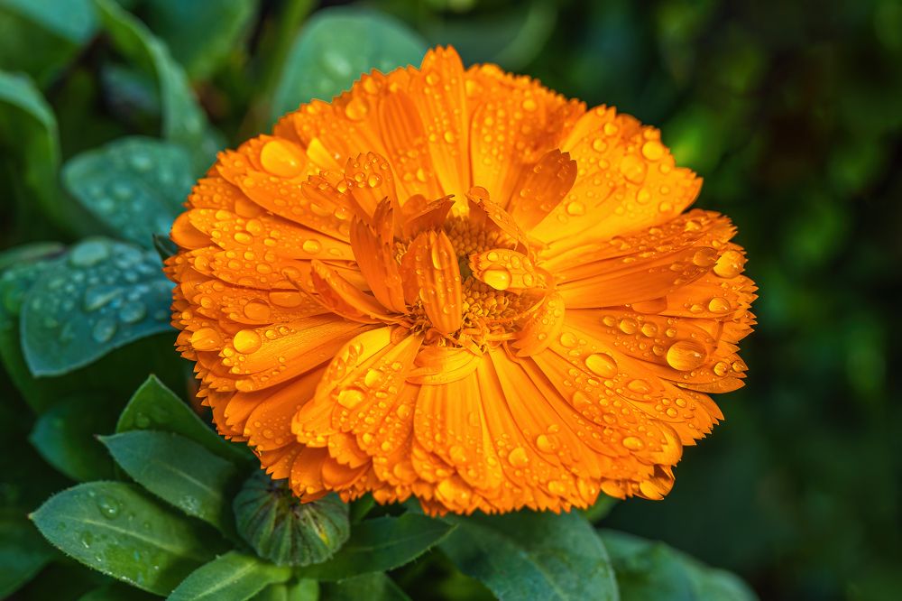 Orange Calendula