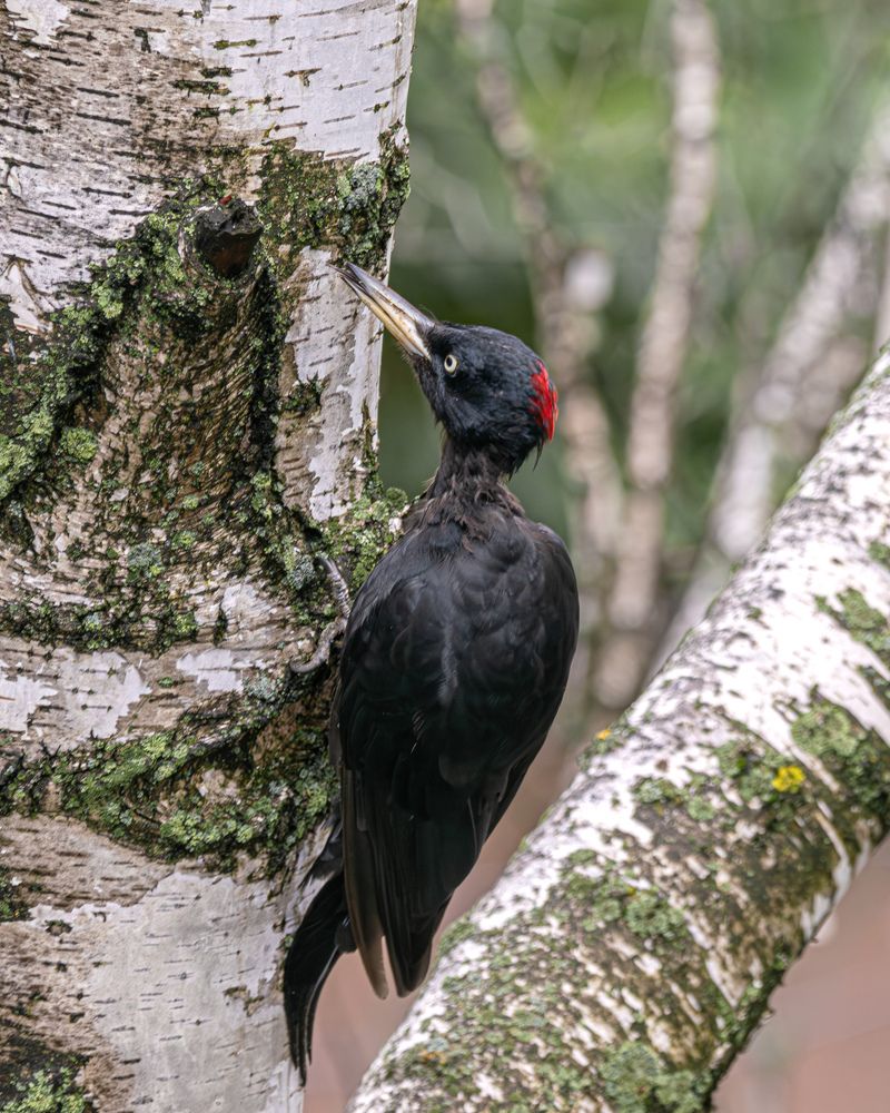 Желна (Чёрный дятел)