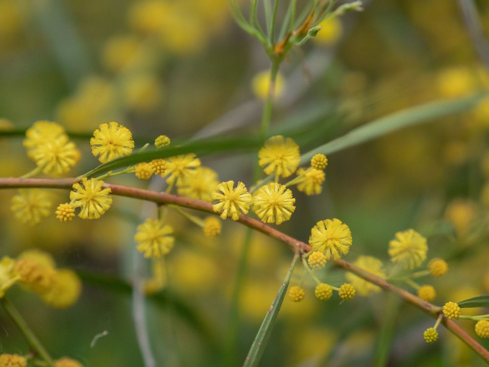 Фотография автора Доляна Ашкова