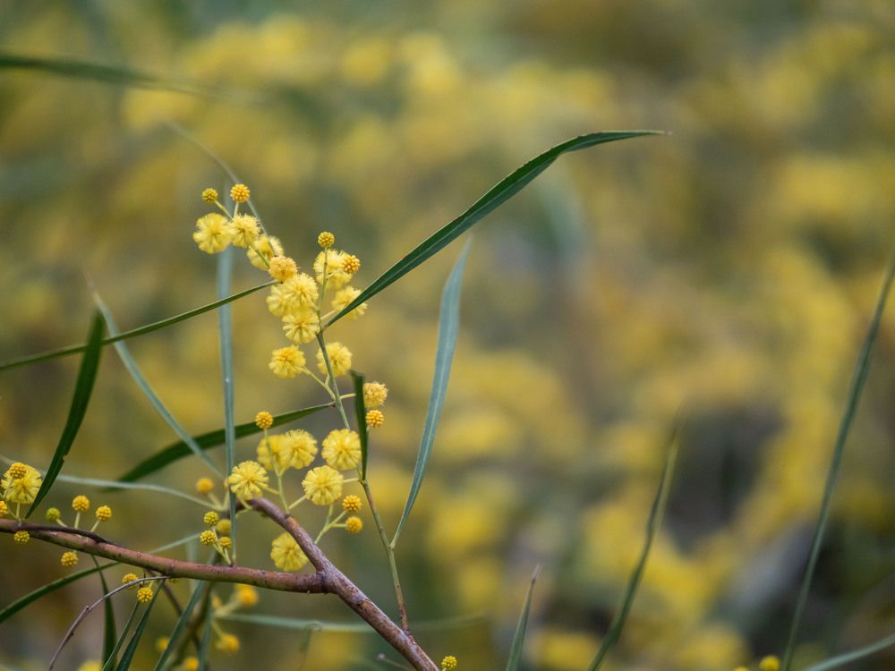 Фотография автора Доляна Ашкова