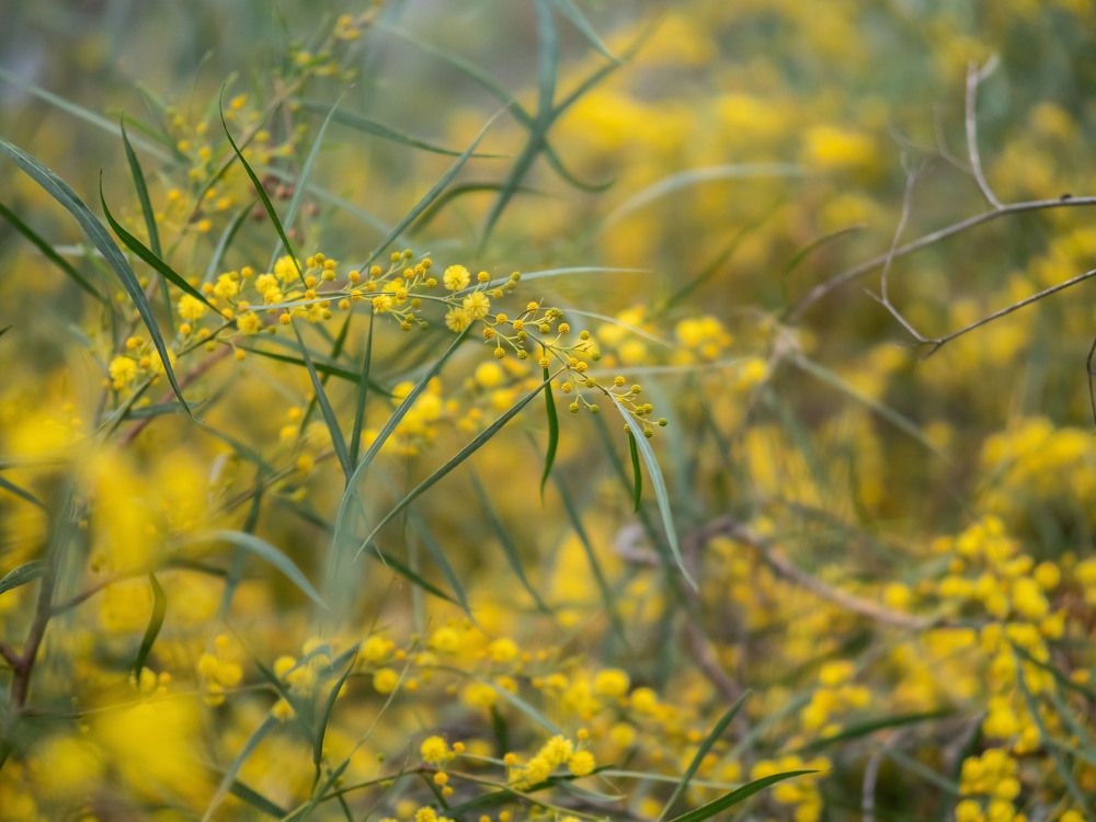Фотография автора Доляна Ашкова