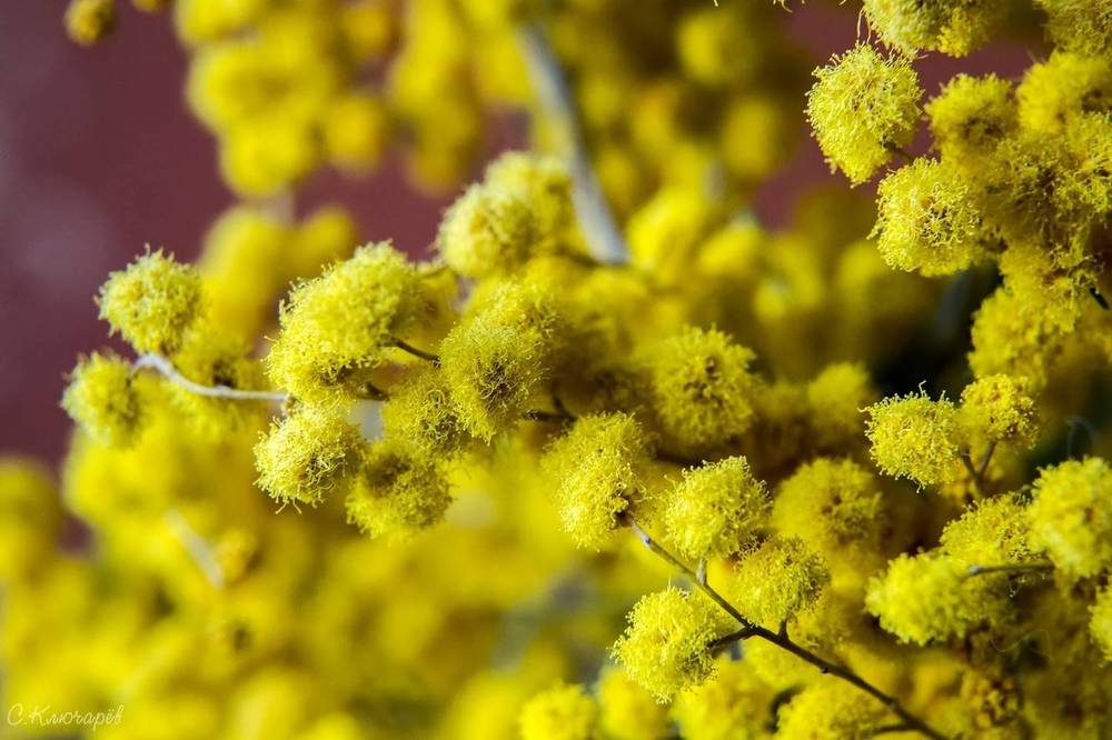 Photograph by Сергей Ключарёв