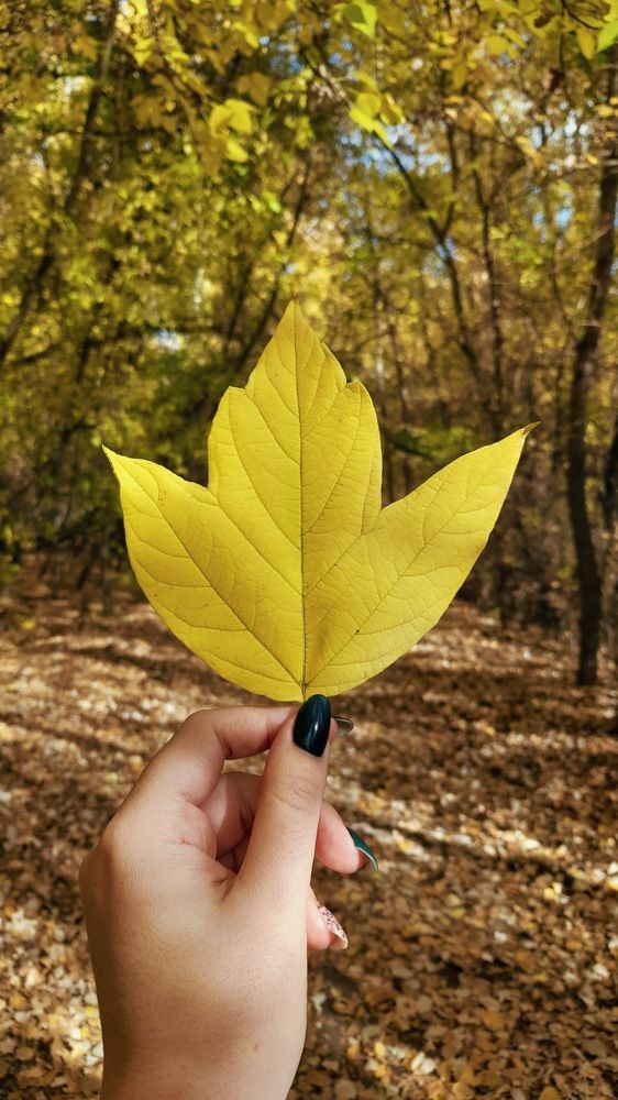 Фотография автора Анна Морозова