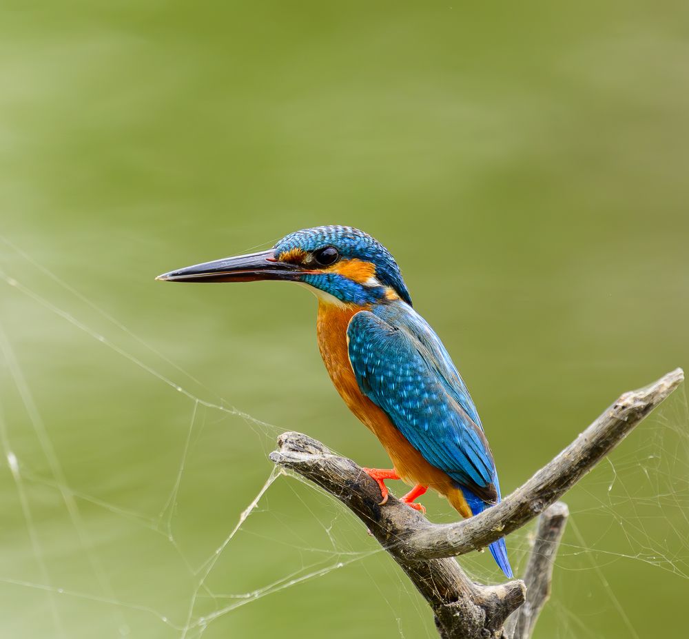 Common Kingfisher