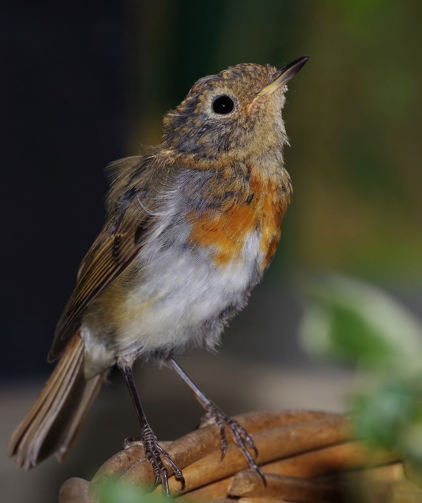 Фотография автора Сергей Гречихин