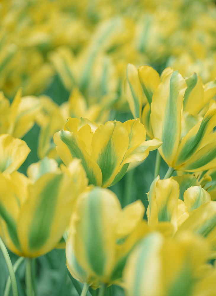 Photograph by Ирина Протченко