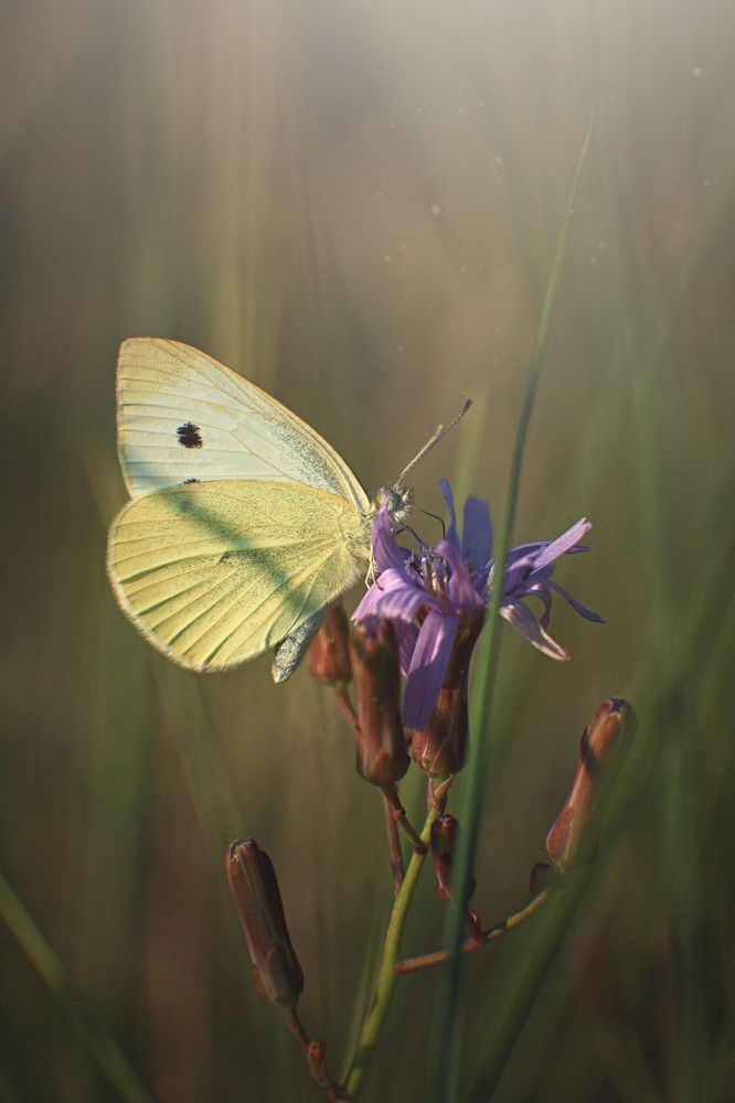 Photograph by Татьяна Максакова