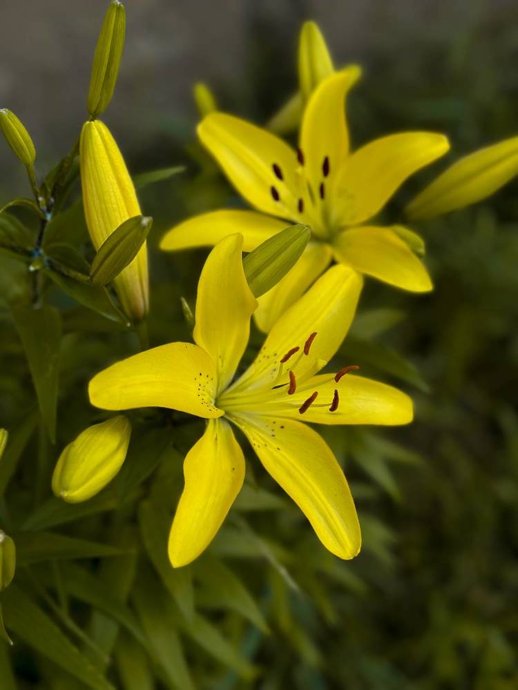 Photograph by Алёна Стародубцева