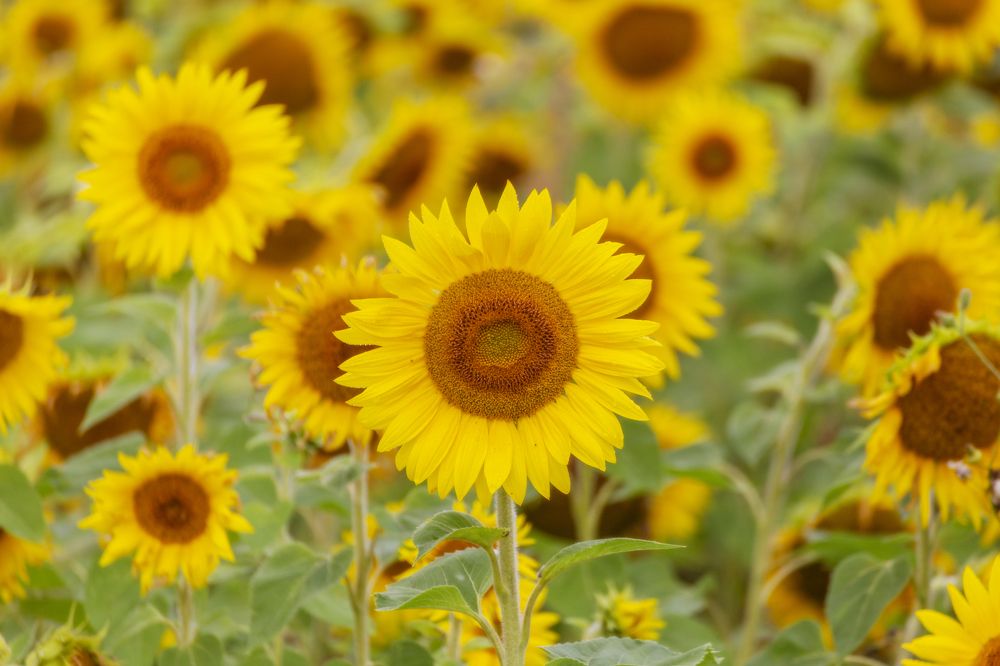 Photograph by Leanid Kulpo