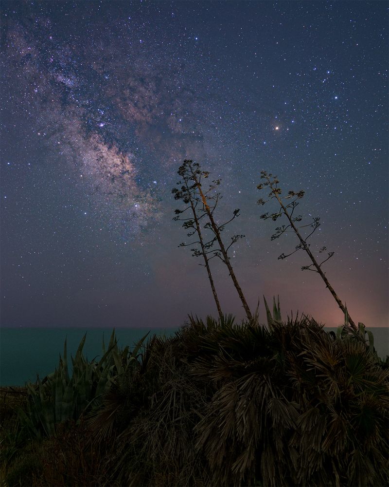 Milky Way on agaves