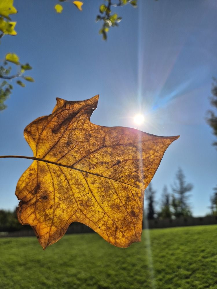 Осенний листок