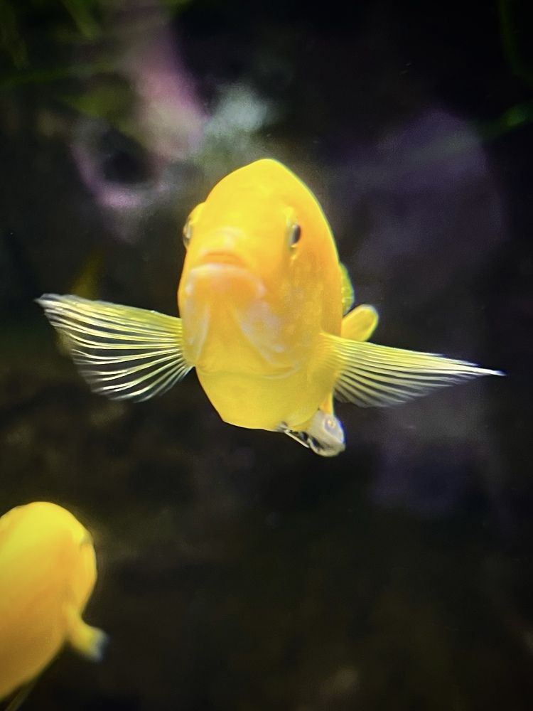 Фотография автора Ирина Мосько