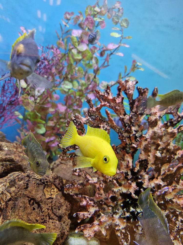 Фотография автора Tetiana Danylenko