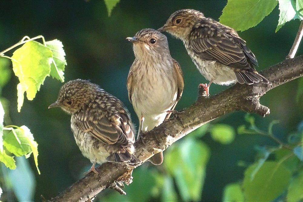 Детский сад.