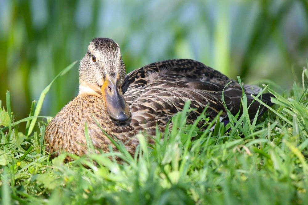 Photograph by Михаил Некрасов