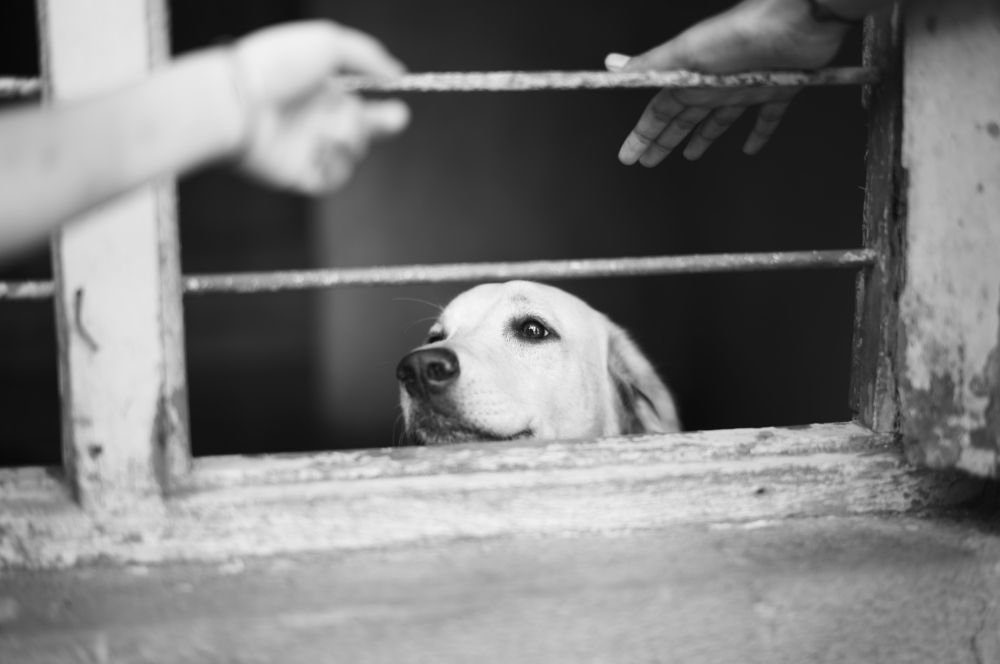 Photograph by Rylan Sequeira