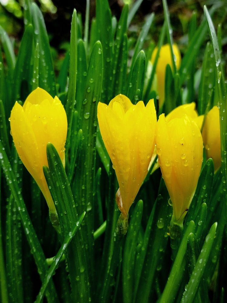 Фотография автора JELENA VASIC