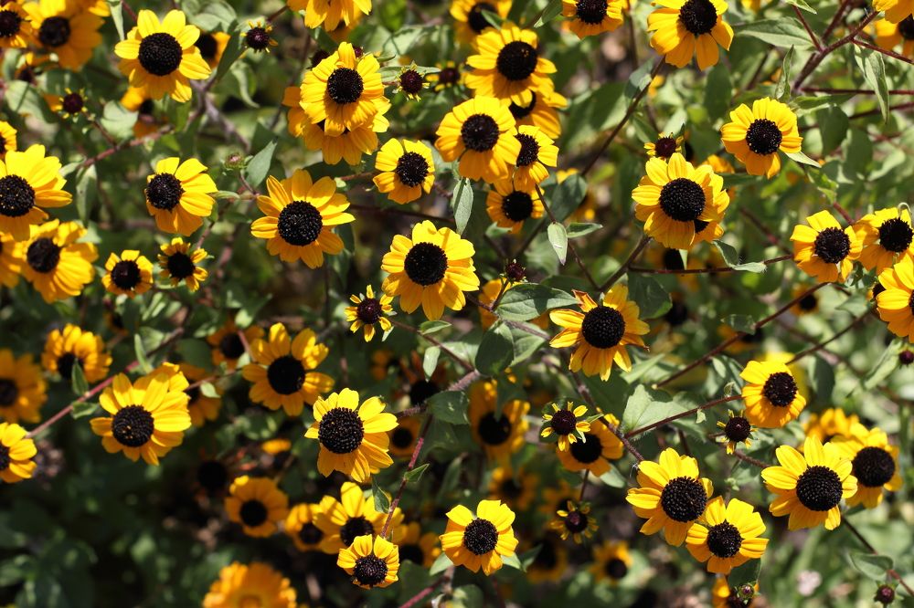 Photograph by Elena Bogomolova