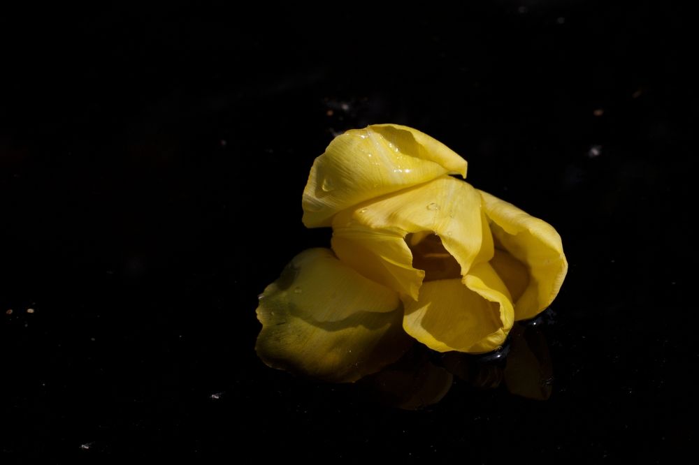 Photograph by Elena Bogomolova