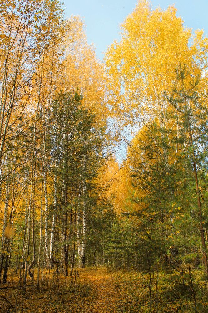 Сердце осени