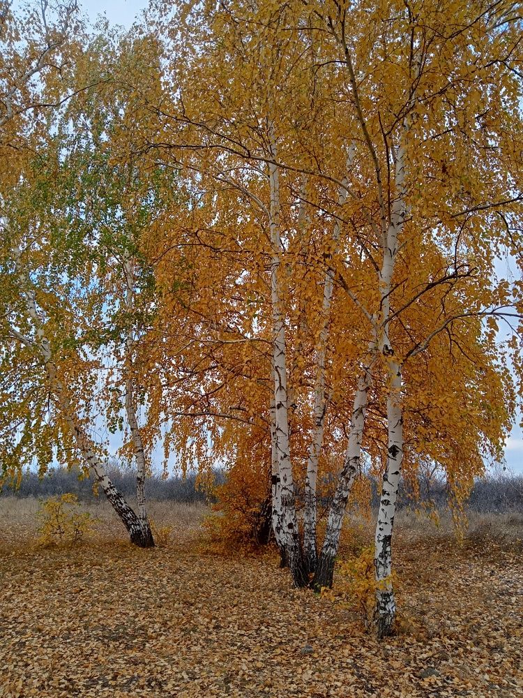 Фотография автора Татьяна Бакулина