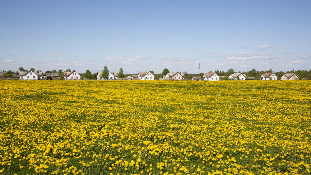 Майские первоцветы