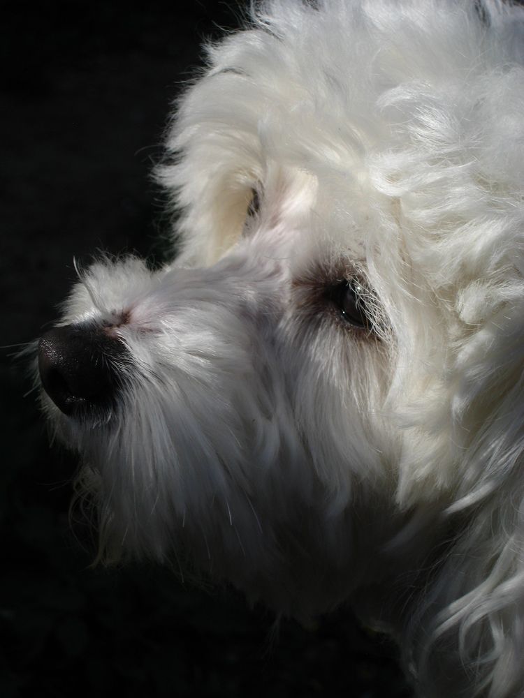 Photo #11130574