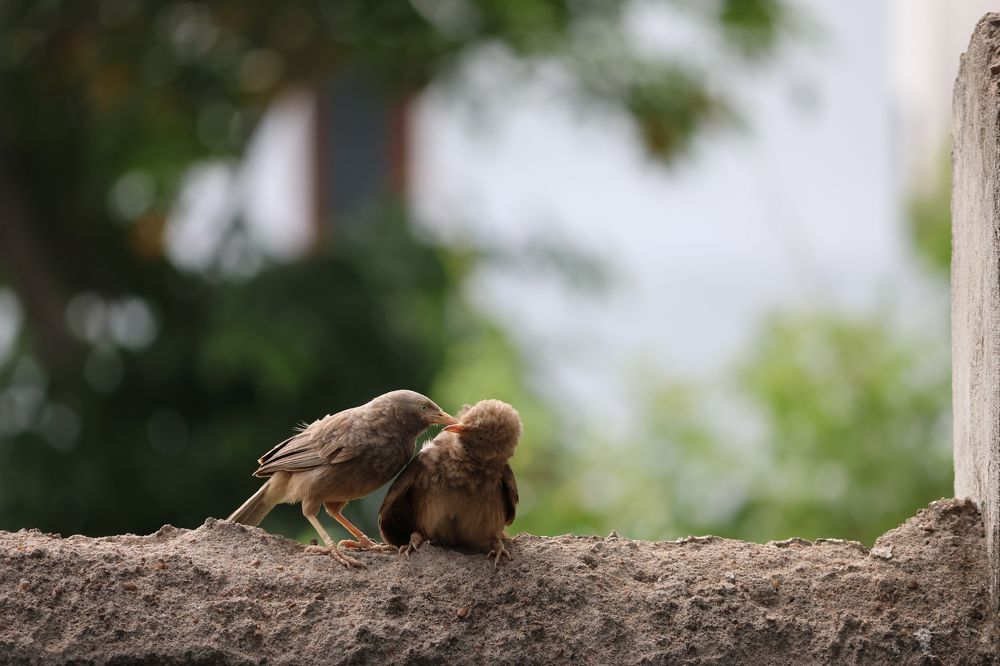 Photograph by Praveen Sampath