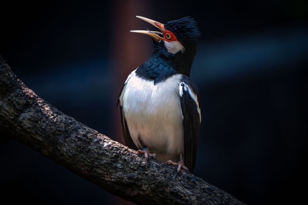 Photograph by Pratiwanjono Ambrosius