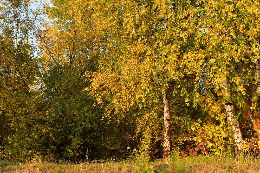 Золотая осень