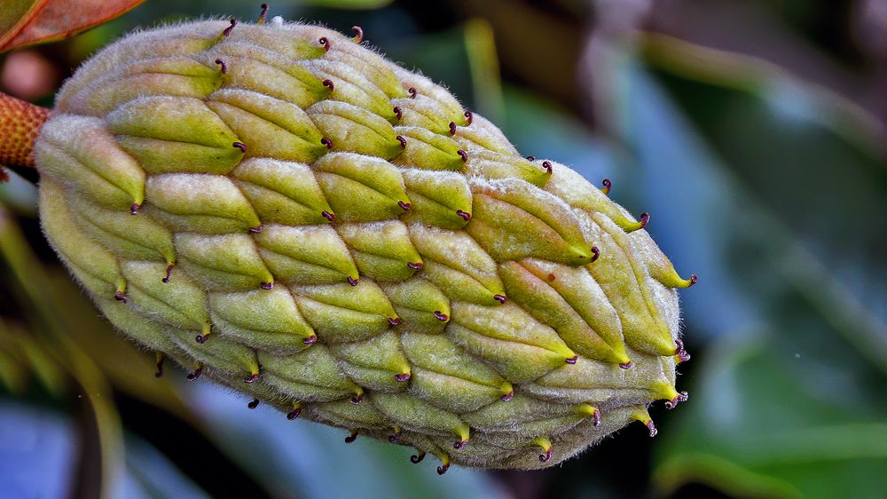 Вот такая шишка