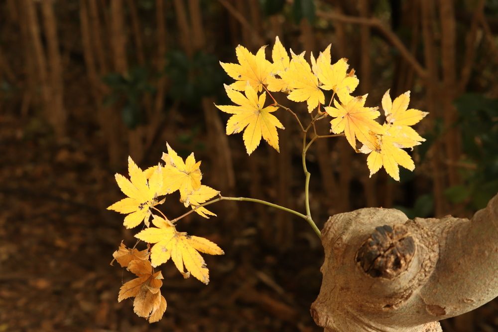 Photograph by Se Lena