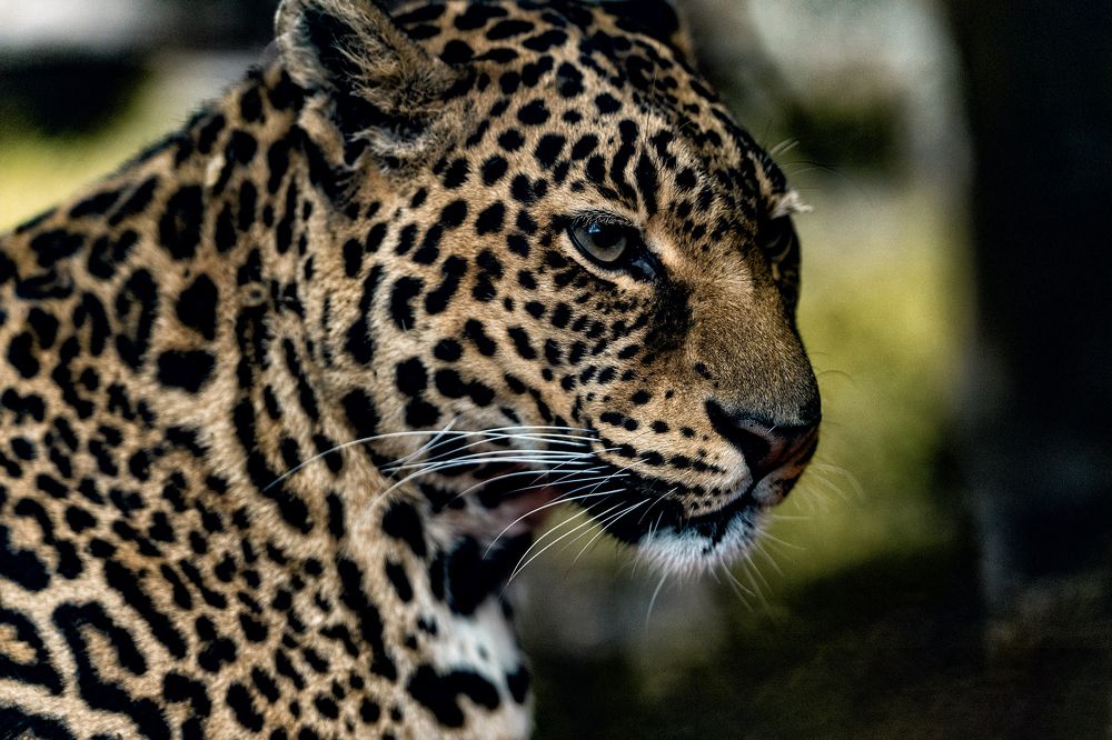 Photograph by Karpenko Denis