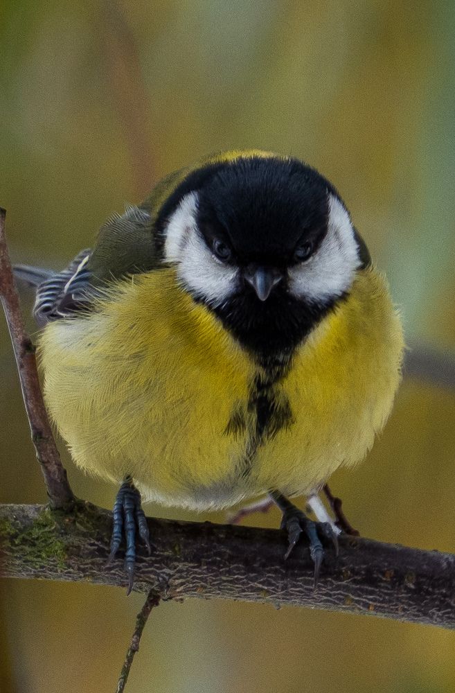 Photograph by Смоляк Максим Дмитриевич