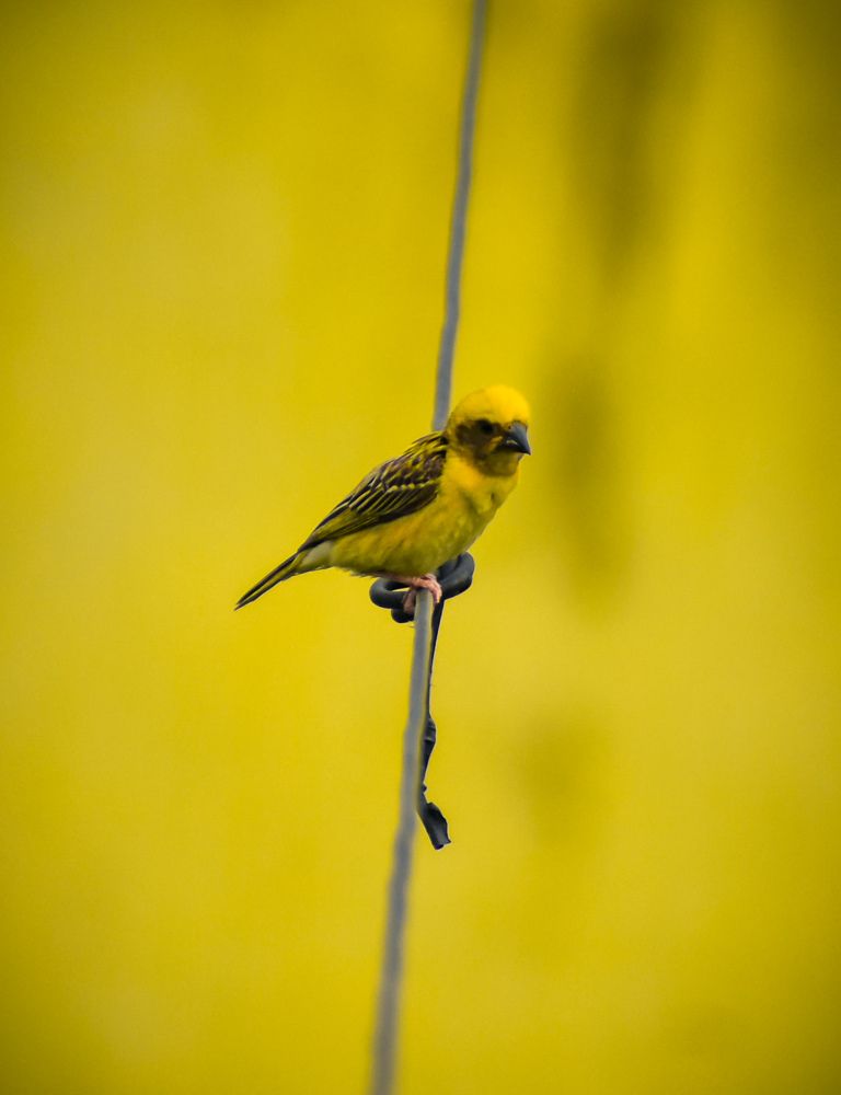 Photograph by AJAY KUMAR