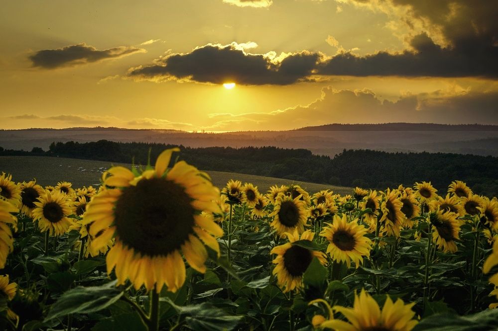 Photograph by Milan Cernak