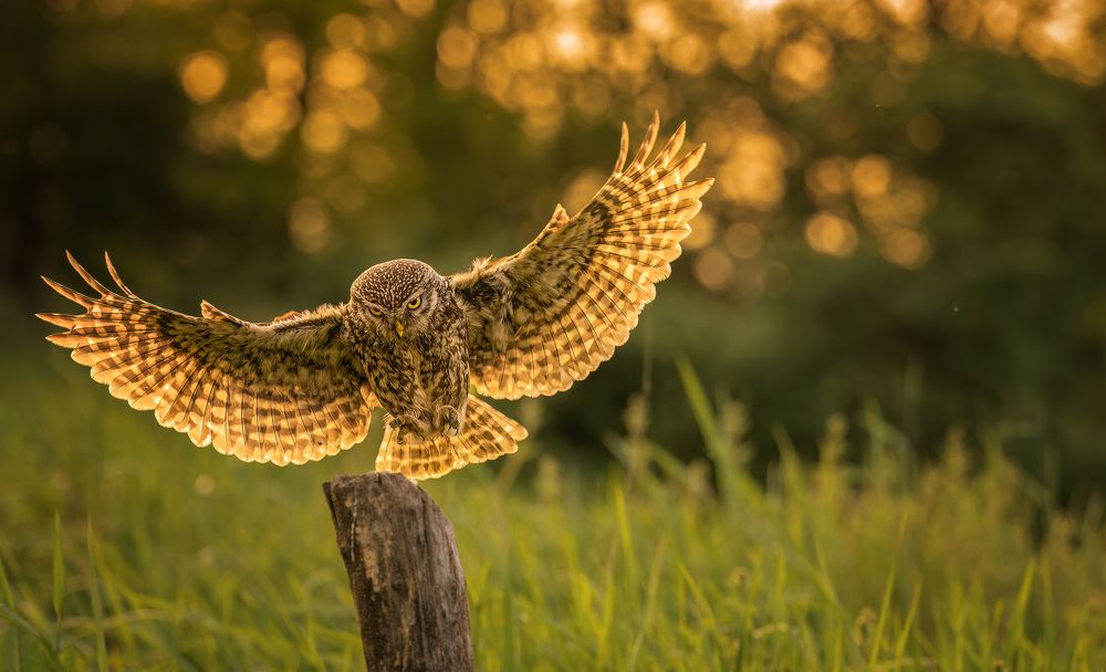 Photograph by Tímea Ambrus