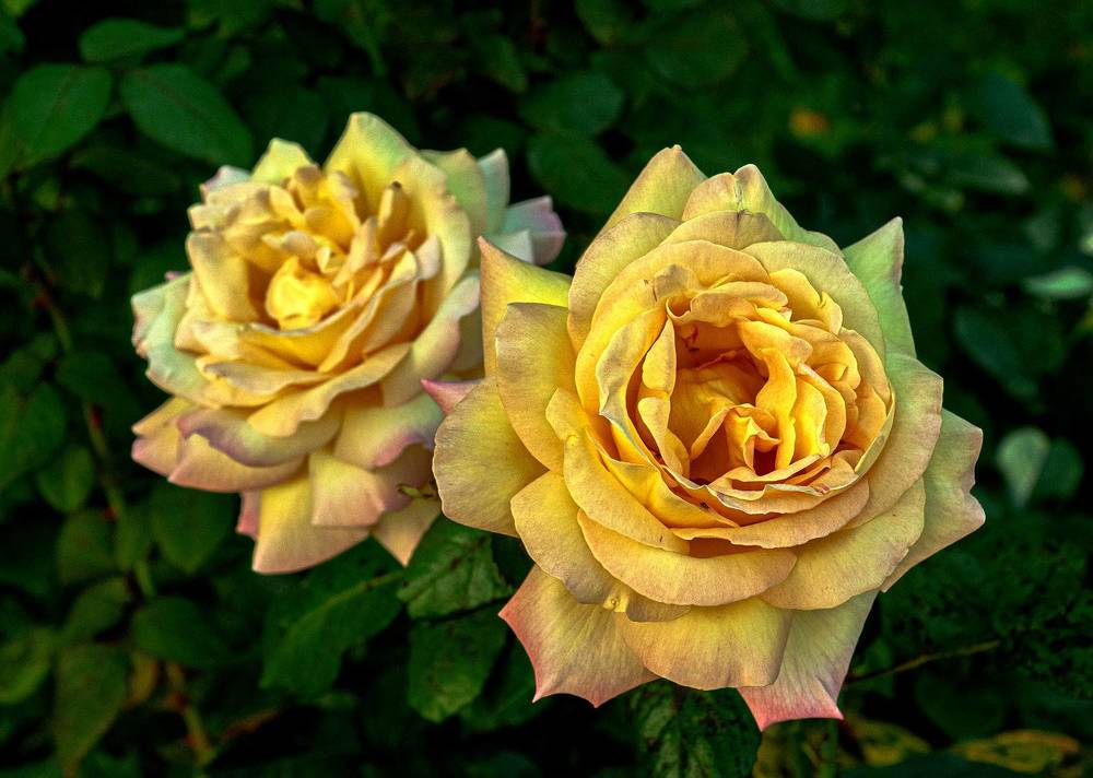 Photograph by Vladimir  Komarov