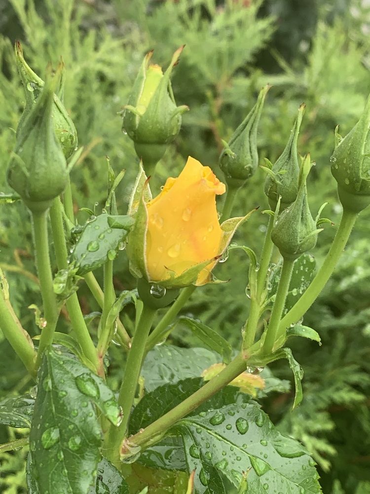 Фотография автора Ирина Шпаковская