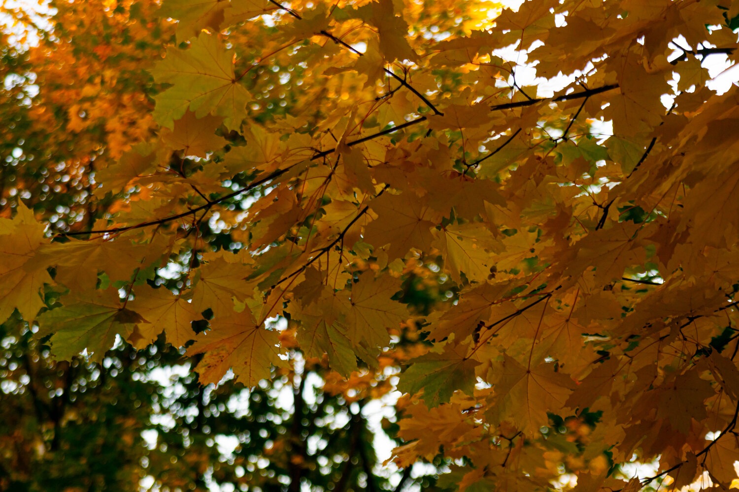 Photo #11130874